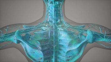 visão completa do sistema esquelético com corpo transparente
