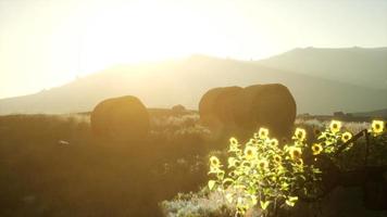 hay bales in the sunset video