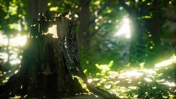 Sunlight rays pour through leaves in a rainforest video