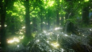 floresta cênica de árvores de folha caduca verdes frescas emolduradas por folhas video