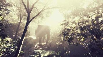 elefante nella foresta tropicale con nebbia video