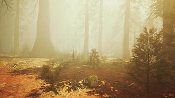 Loop Giant Sequoia Trees at summertime in Sequoia National Park, California video