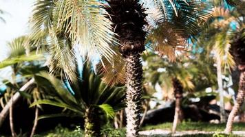 tropische palmen en planten op zonnige dag video