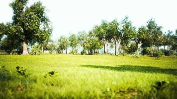gramado da paisagem em um parque com árvores e grama fresca video