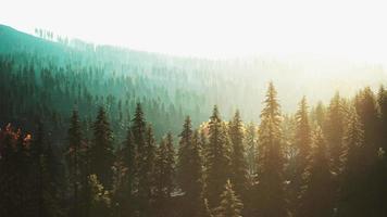 fir trees on meadow between hillsides with conifer forest in fog video
