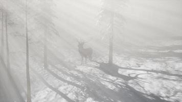 fier noble cerf mâle dans la forêt de neige d'hiver