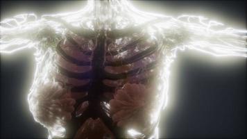Colorful Human Body animation showing bones and organs