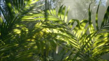 luz brillante que brilla a través de la niebla húmeda y las hojas de la jungla video