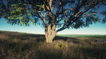 kenya park savann fantastiskt landskap med ett enda träd video