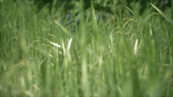 herbe verte fraîche sur la forêt video