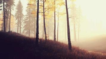 Sunrise fog in birch tree forest video