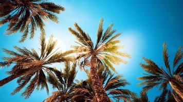 Palm trees at Santa Monica beach video