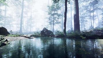 névoa na lagoa na floresta com nevoeiro