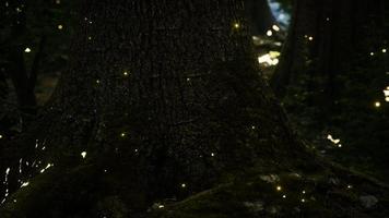 Fantasy firefly lights in the magical forest video