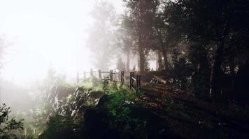 cenário de floresta de verão escuro mágico com raios de luz quente video