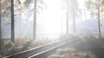 chemin de fer vide traverse la forêt brumeuse le matin video