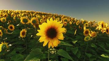 Schönes Feld blühender Sonnenblumen gegen goldenes Licht des Sonnenuntergangs video