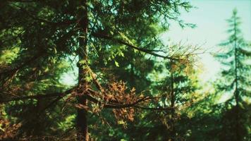 arbres à cônes verts dans la lumière du soleil video