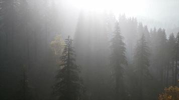 8k floresta na névoa da manhã de outono video