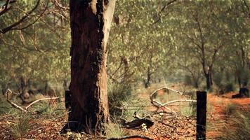 buisson australien avec des arbres sur le sable rouge