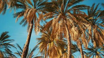 Palm trees at Santa Monica beach