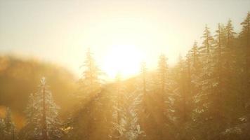 bosque de pinos al amanecer con cálidos rayos de sol video