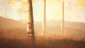 Sunrise fog in birch tree forest video