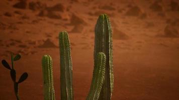 pôr do sol no deserto do arizona com cacto saguaro gigante