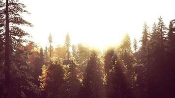 zonlicht in sparrenbos in de mist op de achtergrond van bergen bij zonsondergang video