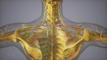vollständige Nahaufnahme des Skelettsystems mit transparentem Körper video