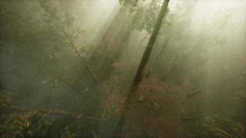Drone breaking through the fog to show redwood and pine tree video