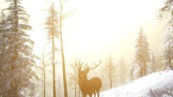 orgoglioso maschio di cervo nobile nella foresta di neve invernale video