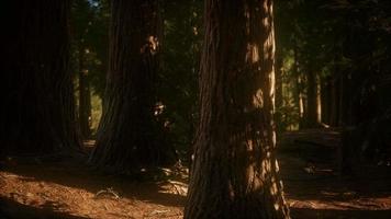 8K Giant Sequoia Trees at summertime in Sequoia National Park video