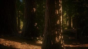 8k árvores de sequoia gigante no verão no parque nacional de sequoia video