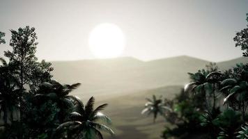 coco palmeiras paisagem tropical