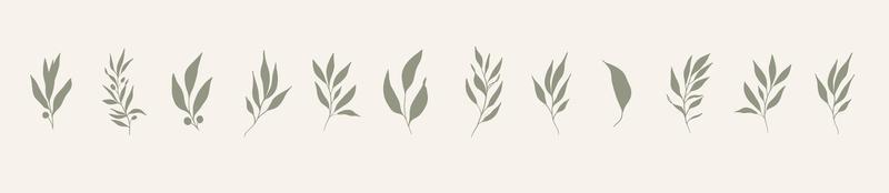 Set of leaves. Hand drawn decorative green leaf element. vector