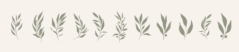 Set of leaves. Hand drawn decorative green leaf element. vector