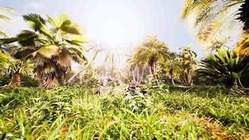Grüner Dschungel von Malaysia mit Sonnenstrahlen video