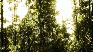 bosque de bambú verde en hawaii video