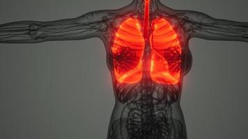 análisis de anatomía científica de los pulmones humanos video