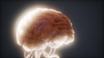 animiertes Modell des menschlichen Gehirns