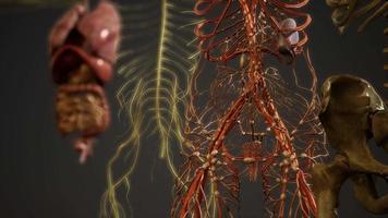 ilustração de anatomia humana 3d animada