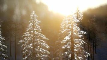 esplêndida cena de natal na floresta de montanha. nascer do sol de inverno colorido
