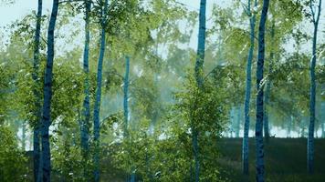 summer july view of birch grove in sunlight video