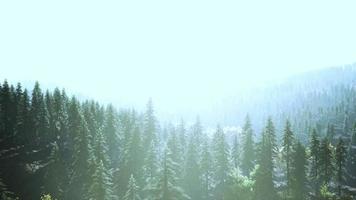 hillside with coniferous forest among the fog on a meadow in mountains video