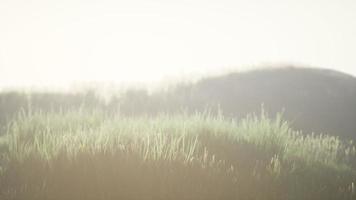 Green field with tall grass in the early morning with fog video