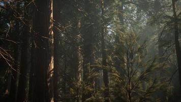 Sequoia National Park under the fog mist clouds video