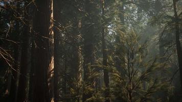 Sequoia-Nationalpark unter den Nebelnebelwolken video