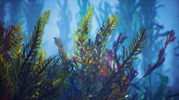 Underwater tropical colourful soft-hard corals seascape video