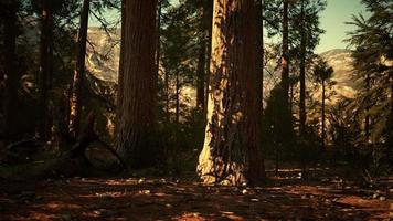 berömda sequoia park och jätte sequoia träd vid solnedgången video